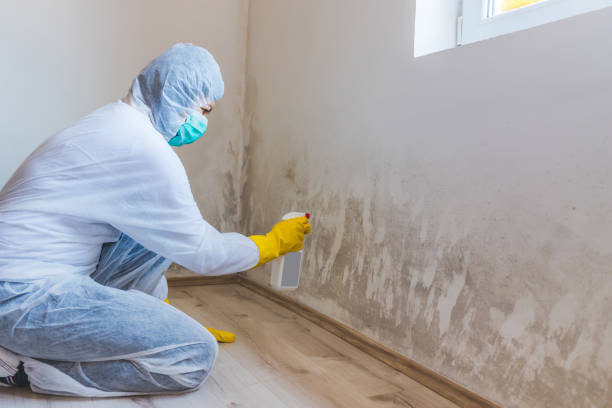 Licensed Basement Mold Removal service in Trenton, NJ - WQB Mold Removal