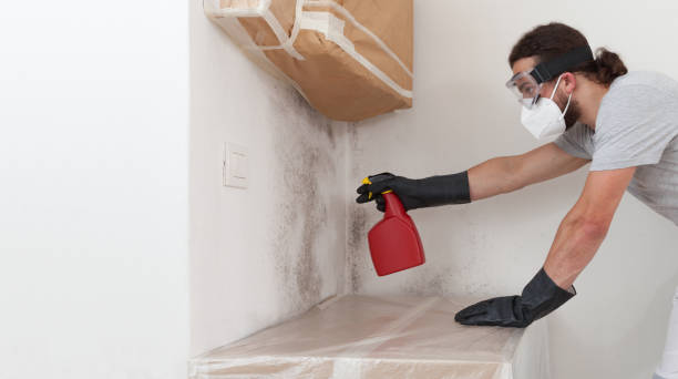 Professional Basement Mold Removal technician working in Trenton, NJ