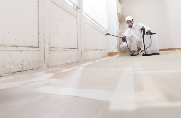 24/7 Emergency Basement Mold Removal experts in Trenton, NJ