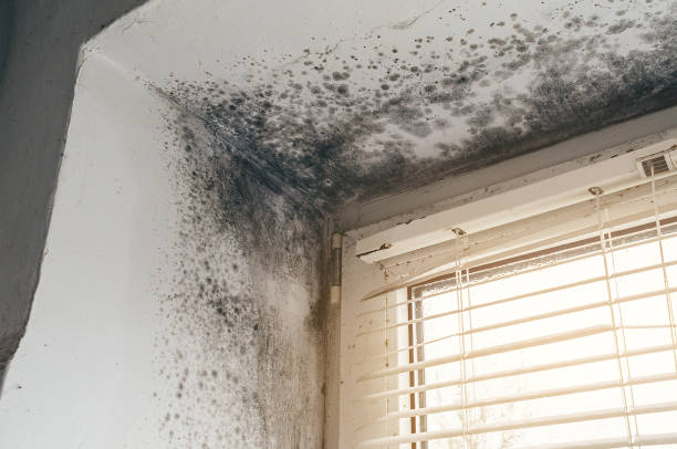 Affordable Basement Mold Removal solutions in Trenton, NJ