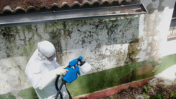 Top rated local Basement Mold Removal specialists in Trenton, NJ